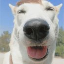 웃는강아지 이미지