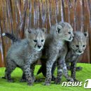 옹기종기 이미지