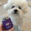 메디F | 메디퍼피 액티브F | 강아지 관절·체지방 관리에 좋은 영양제 후기