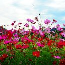 코스모스미용 이미지