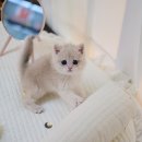 대구고양이분양 나비캣 이미지