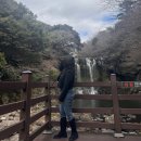 제주 천제연 난대림 | 제주여행 가볼만한곳 천제연폭포