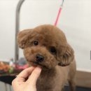 단짝 펫살롱 이미지