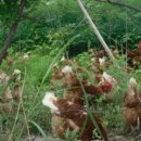 동해유정란농장 이미지