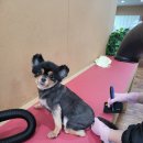 포항애견 이미지