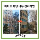 대한안전조경 | 광명 아파트 전지작업 후기/화단 수목 전정으로 깔끔해진 조경