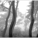 안개숲 이미지