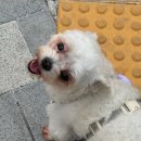 함께하는 동물병원 | [용인 기흥구 마북동] 함께하는 동물병원 4살 반려견 스케일링 비용(영수증 O) 및 미용 후기 &lt;내돈내산&gt;