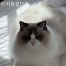 벤지동물병원 네이버블로그