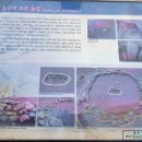 화순리 지석묘 네이버블로그