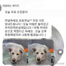 장수메디칼 | [대형견 슬개골탈구 수술] 양측 슬개골탈구 수술 후기(2기) :: 수술 비용, 준비물, 부산 지하철 강아지...