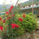 방태산솔마루 이미지