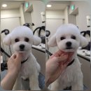 솔리스텔라