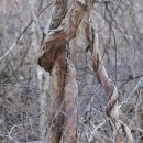 지니자원 이미지