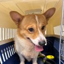 논공중앙로-논공중앙로45길 이미지