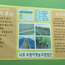 대통령우렁이