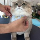이야옹 이미지
