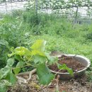 아우라 농장 이미지