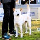 서울애견 이미지