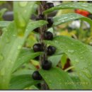 수정화원 이미지