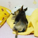 잘자 이미지