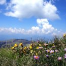 고산아스터(Aster alpinus) 이미지