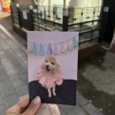 토토애견 | [인천/서구] 인천애견미용실추천 석남동 “토토펫살롱” 애견미용후기