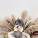 마이리틀멍 이미지