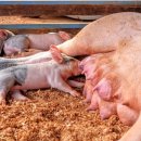 새한농장 이미지