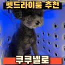 워시룸 | 펫드라이룸 추천 쿠쿠넬로 에어워시 장점 렌탈 사용후기