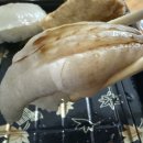 회초밥 | 부전시장 맛집 부전시장 초밥 추천 "한글회초밥" 후기