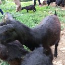 황용농장 이미지