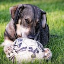 반려동물관리사 이미지