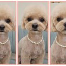 도그드살롱 이미지