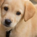 대한동물병원 이미지