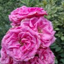 알뜰폰 이란♡ 이미지