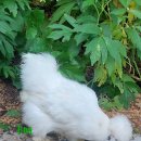 빵실빵실 이미지