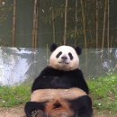 에이스pc카페 | 얼른 나와. (아니 아직 나오지마..) 빨리 나와 (안돼..) 🤰🏻