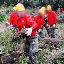 55만 그루 베어낸 제주, 국립공원 확산 막았다 이미지