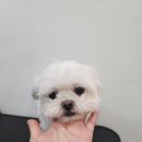 아지애견 이미지