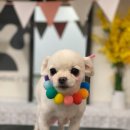 트리멍마마 이미지