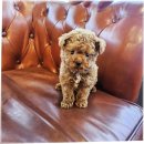 말티와푸들이사는집 | 블랙실버푸들 토이푸들 특징 성격