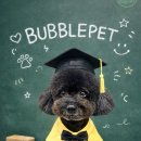 버블펫 | 일산 웨스턴돔 장항동 애견미용 강아지미용 버블펫