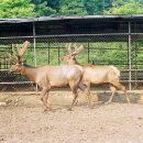 풍천사슴농장 이미지