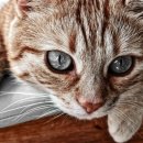 대평동_BRT 이미지