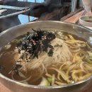 참나무오리
