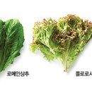 채소 이미지