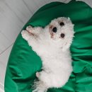 하성미용실 | 비숑이 말티푸가 된 사연? 바비온 풋마스터 & 하성 테라 이발기로 완성한 초보 셀프 미용후기