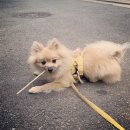 더세이블컴퍼니 | 강아지 가슴줄과 리드줄 새로 구입했어요 '마이플러피' 노터치 하네스 구매 후기
