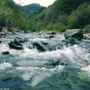 서식지에 기초한 우리 민물고기 수조 레이아웃 그리고 비오톱 아쿠아리움 이미지